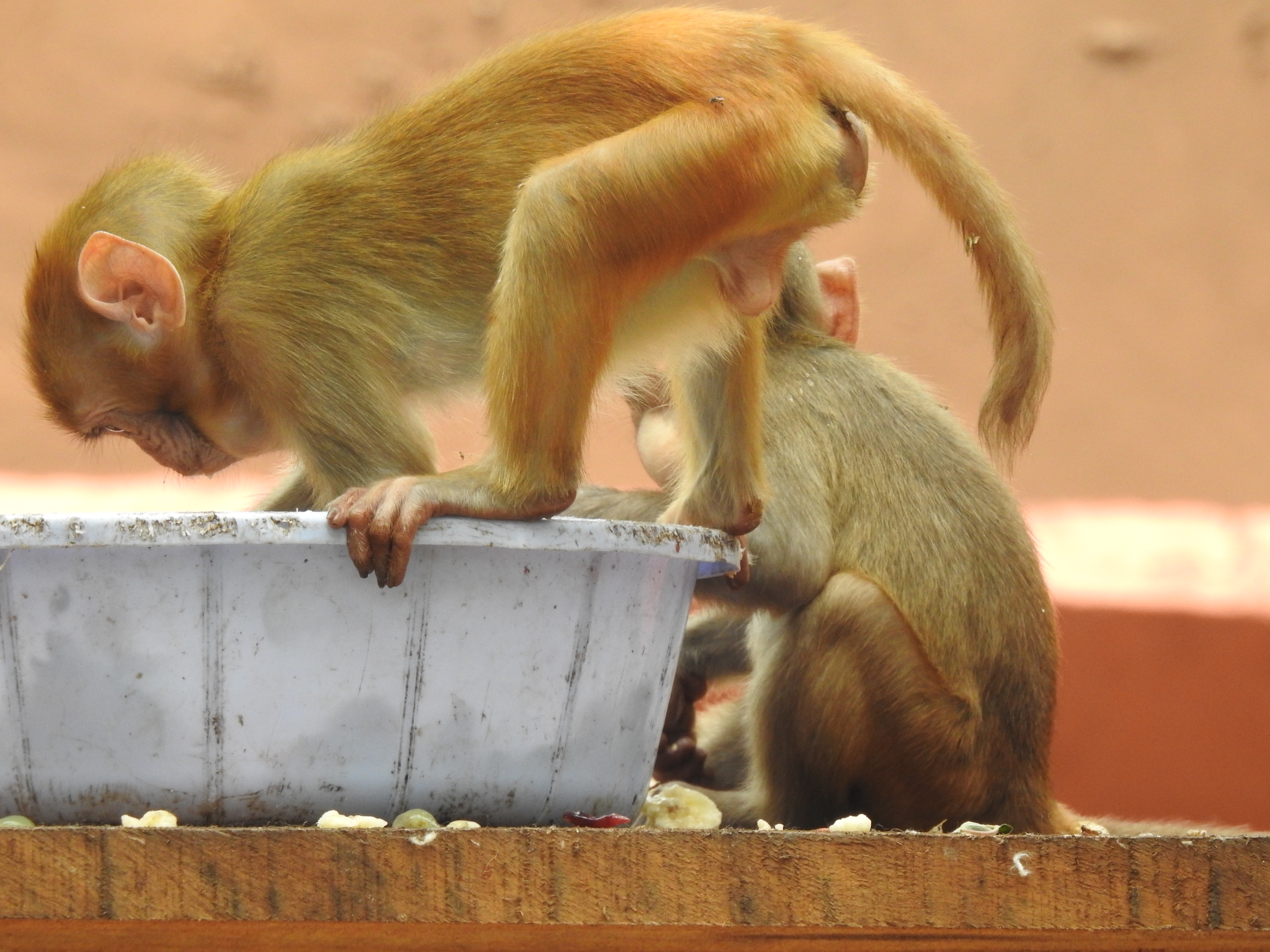Photograph from Bihar